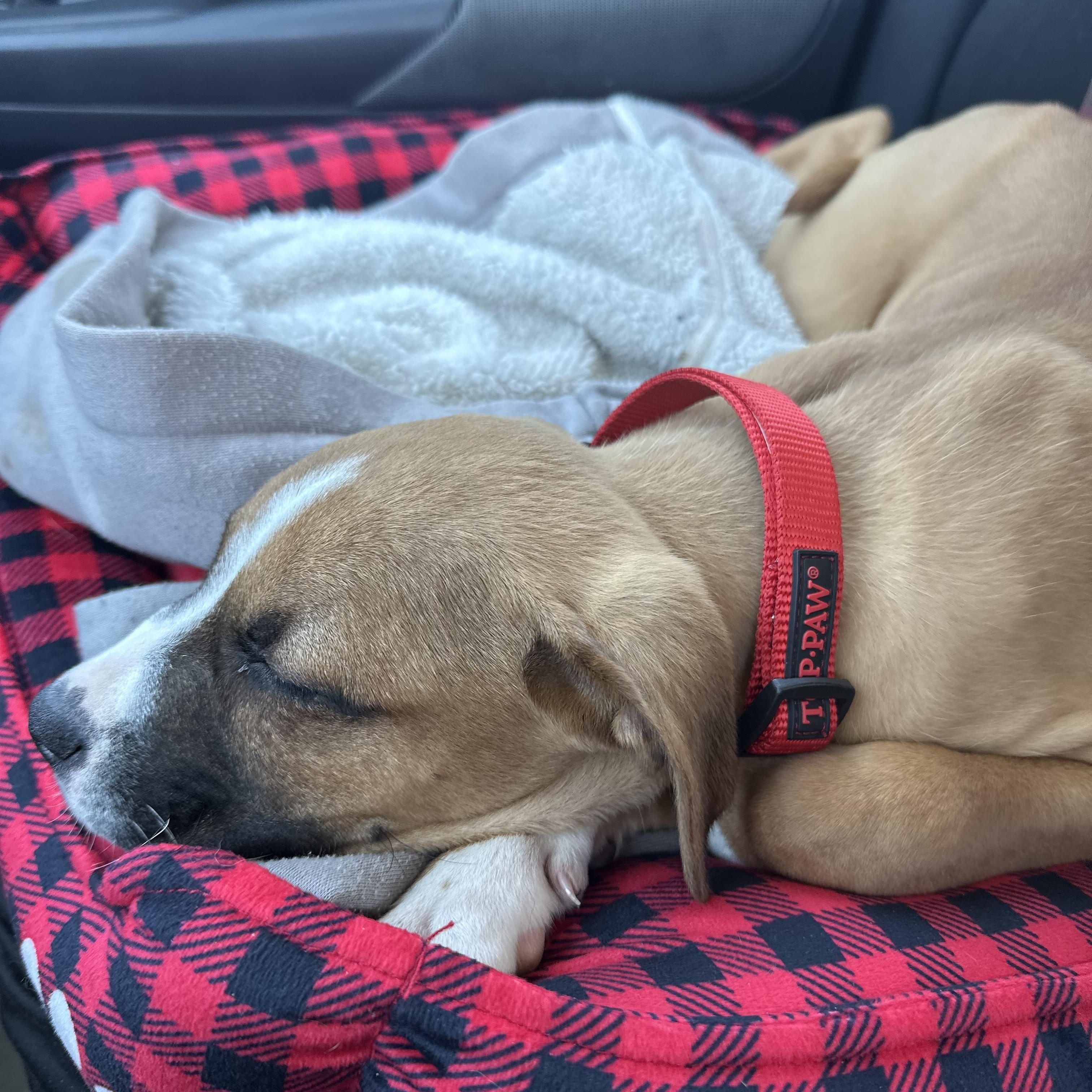 Rugby, adopted, Puppy Male Boxer.