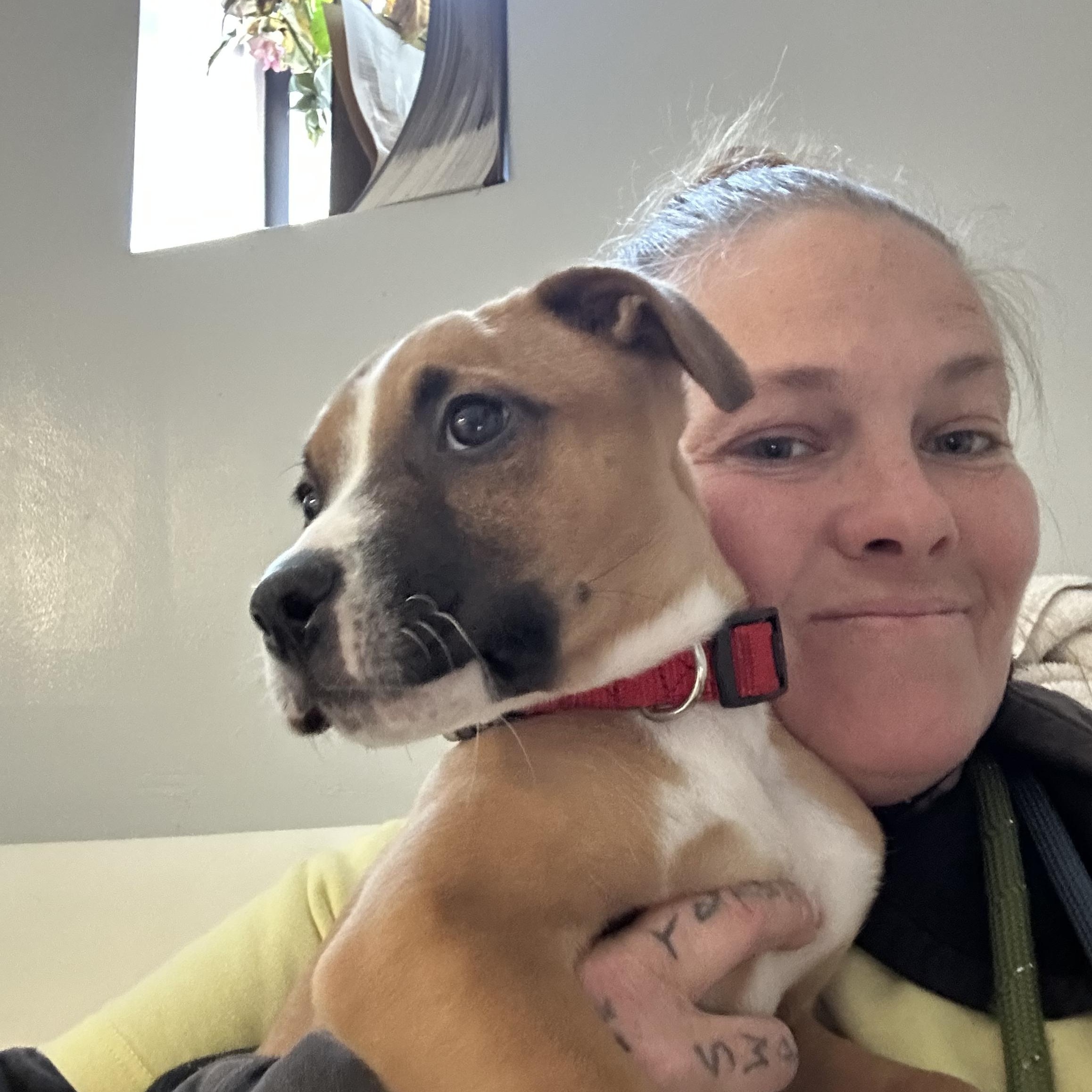 Enlarge Rugby, an adopted mixed breed in Charlotte, NC image 3/6