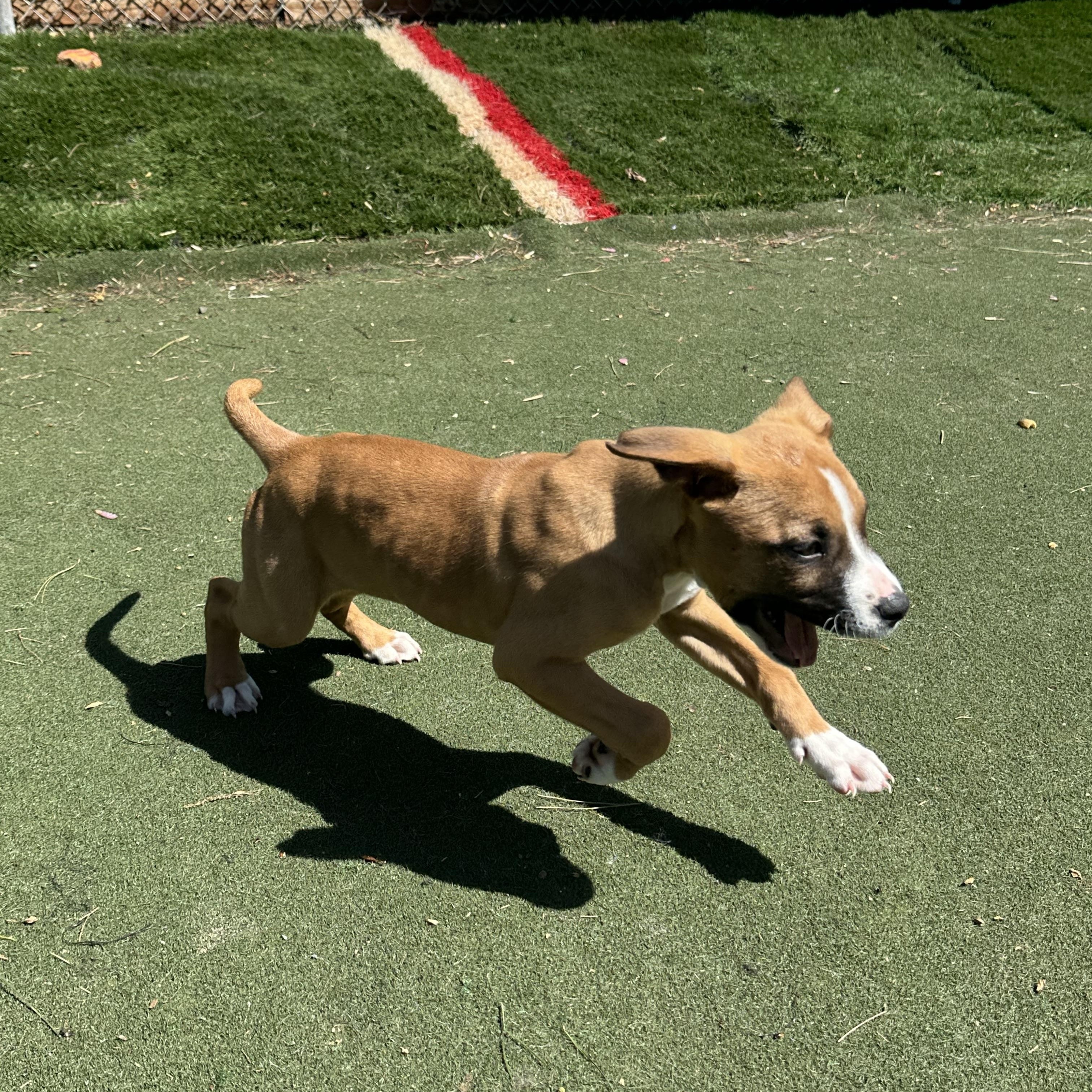 Enlarge Rugby, an adopted mixed breed in Charlotte, NC image 6/6