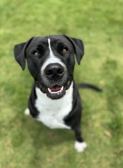 Hendrixx, Adoptable, Adult Male Mixed Breed & Mixed Breed.