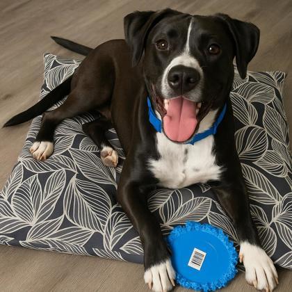 Hendrixx, a Adoptable Mixed Breed in Memphis, TN image 2/3