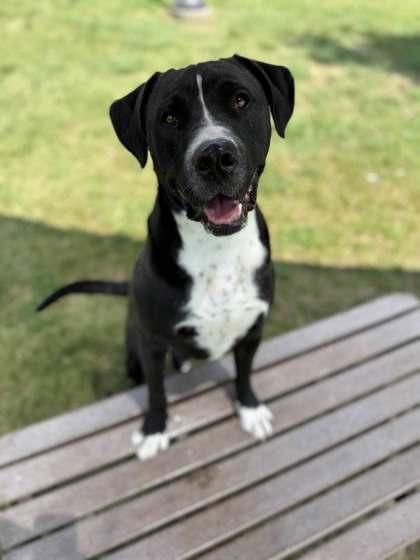 Hendrixx, a Adoptable Mixed Breed in Memphis, TN image 3/3