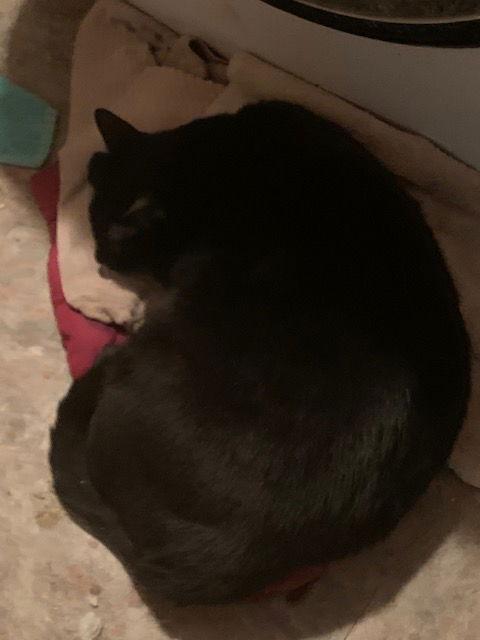 Bob, Adoptable, Adult Male Domestic Short Hair.