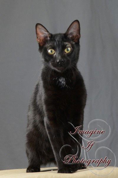 Bob, a Adoptable Domestic Short Hair in Crescent, OK image 2/3