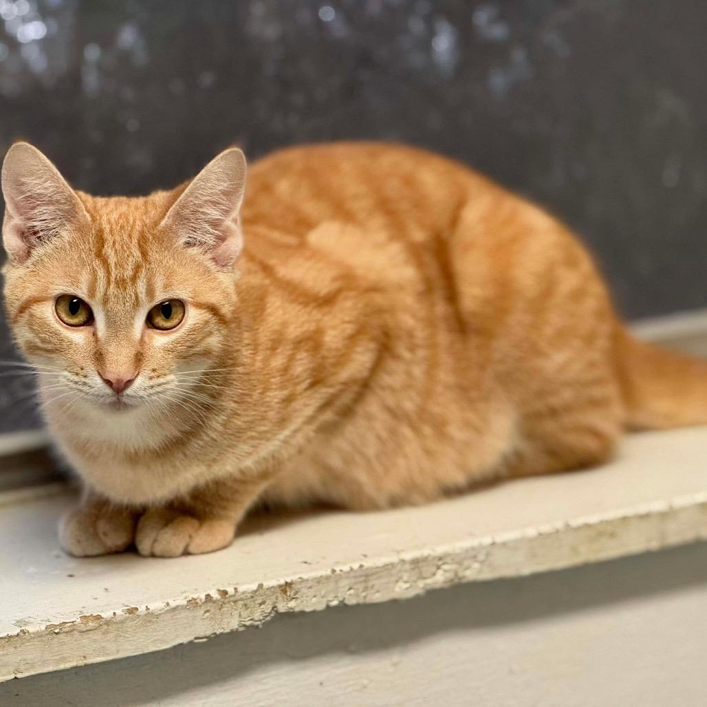 Enlarge Jason, a Adoptable Domestic Short Hair in Eufaula, AL image 1/1