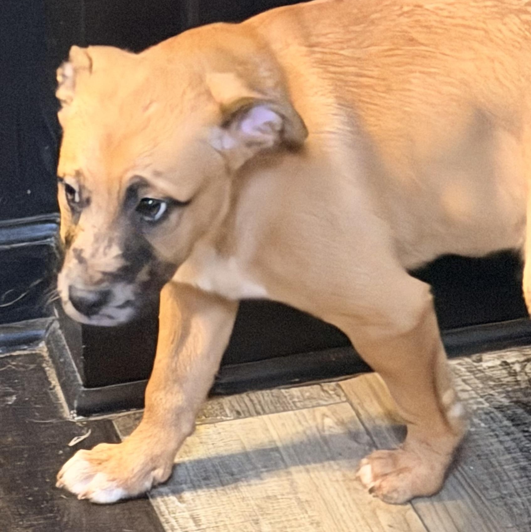 Fred, adopted, Puppy Male Australian Cattle Dog / Blue Heeler & Cane Corso.