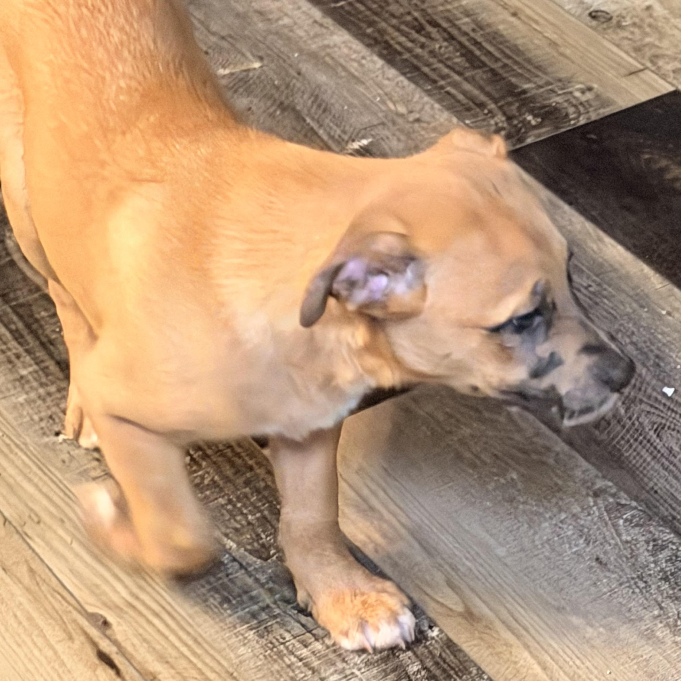 Enlarge Fred, an adopted mixed breed in Wilmington, IL image 2/2