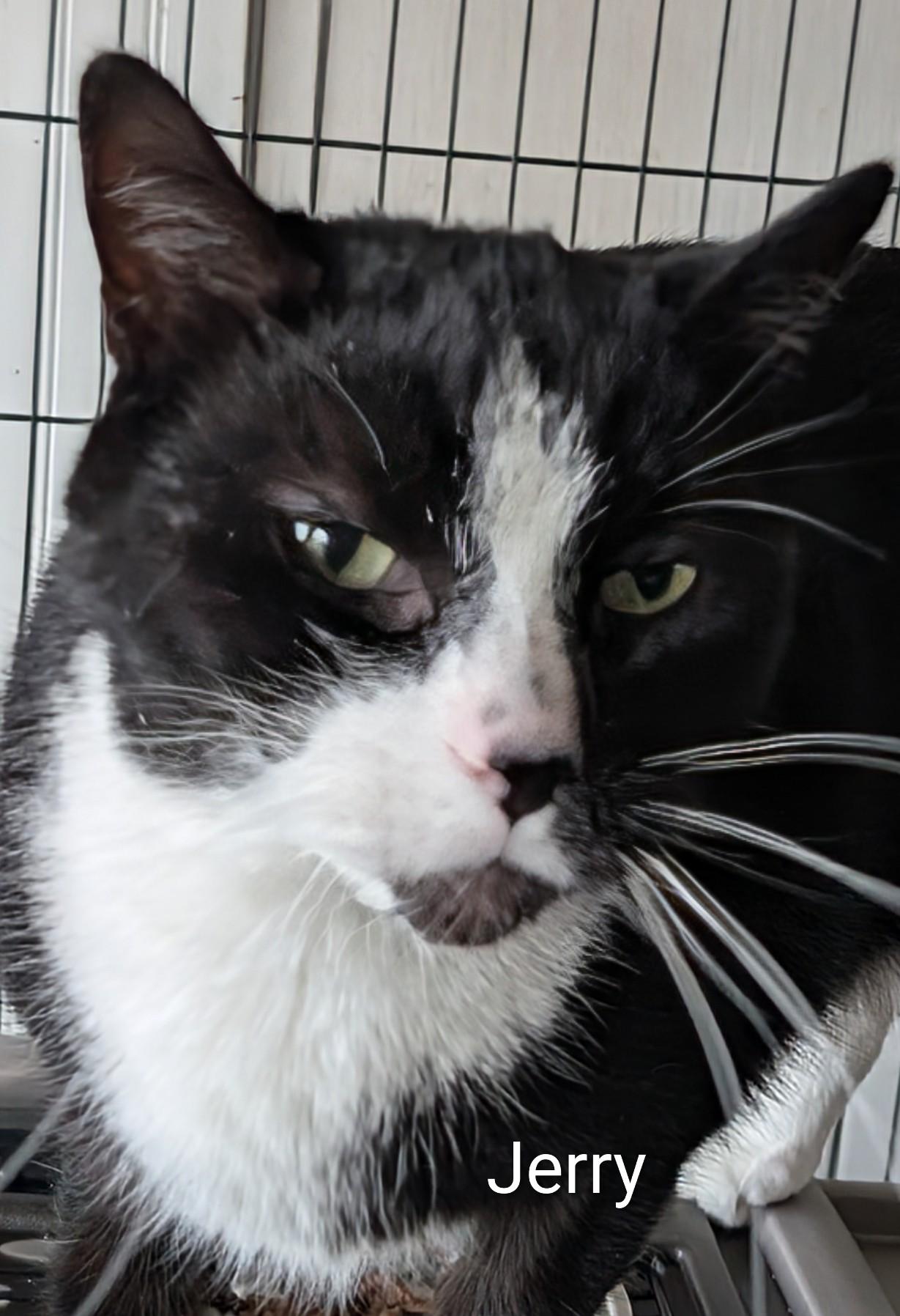 Enlarge Jerry, a ADOPTABLE Domestic Short Hair in Colfax, IA image 1/1