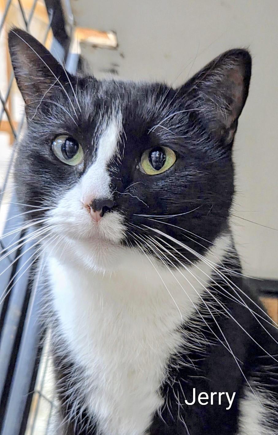 Jerry, ADOPTABLE, Adult Male Domestic Short Hair.