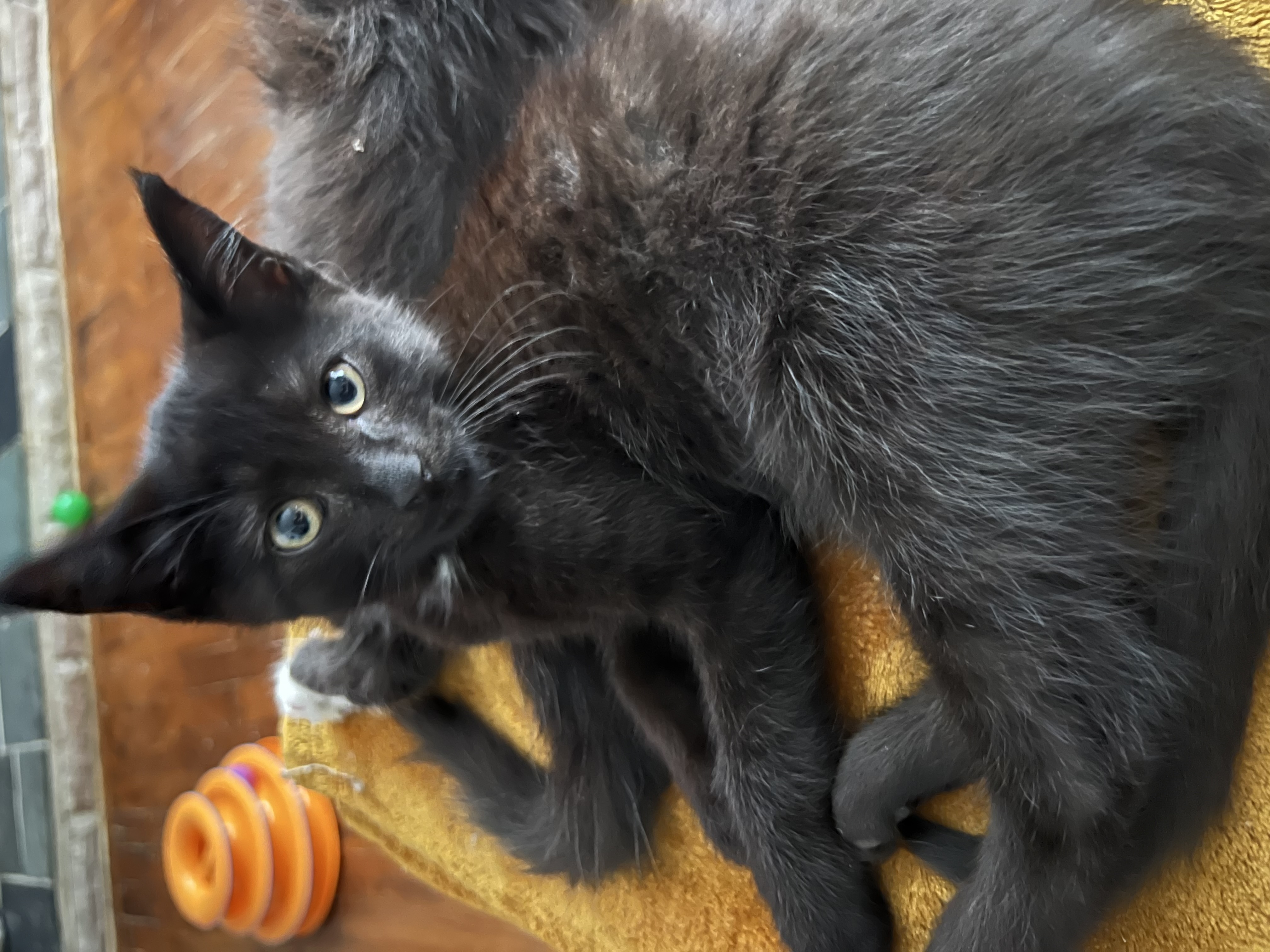 Enlarge Binx, a Adoptable Domestic Short Hair in Warren, MI image 1/1