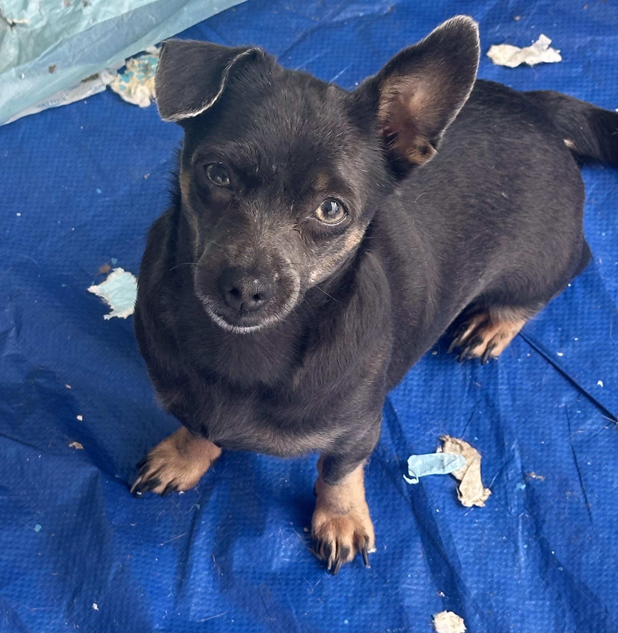 Enlarge Taz, a ADOPTABLE mixed breed in La Palma, CA image 1/1