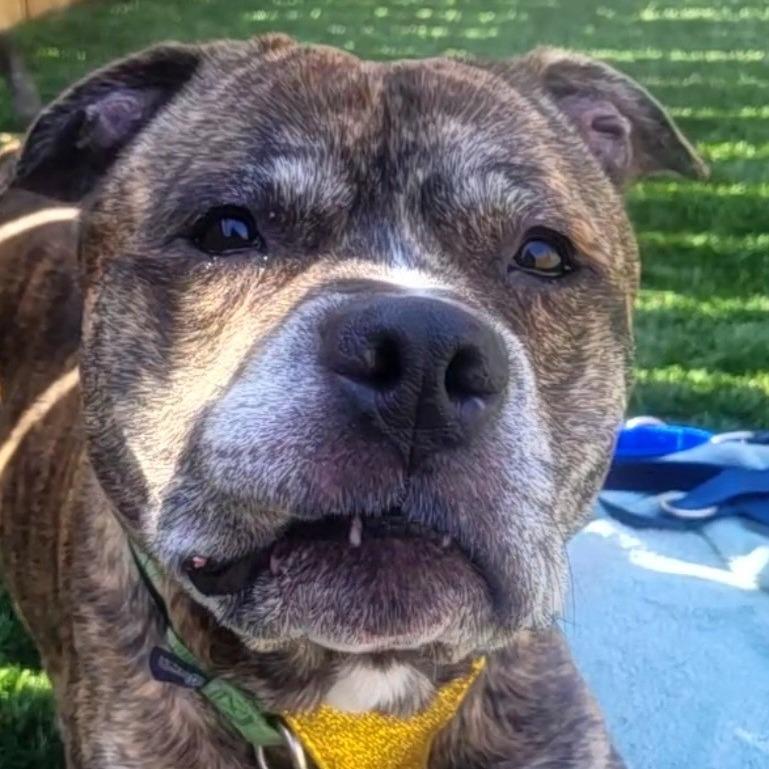 King of Hearts, Adoptable, Adult Male Pit Bull Terrier.