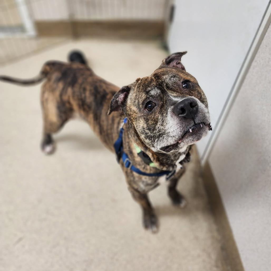 Enlarge King of Hearts, a Adoptable mixed breed in Naperville, IL image 4/6