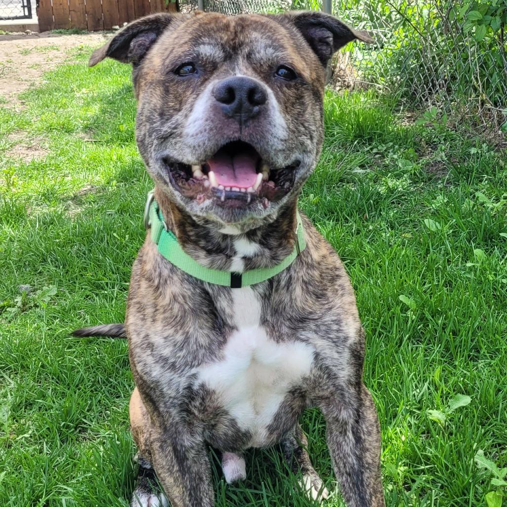 Enlarge King of Hearts, a Adoptable mixed breed in Naperville, IL image 5/6