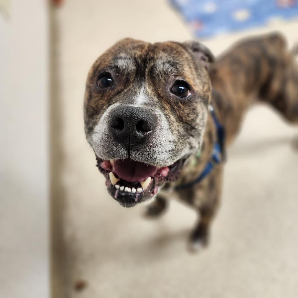 Enlarge King of Hearts, a Adoptable mixed breed in Naperville, IL image 6/6