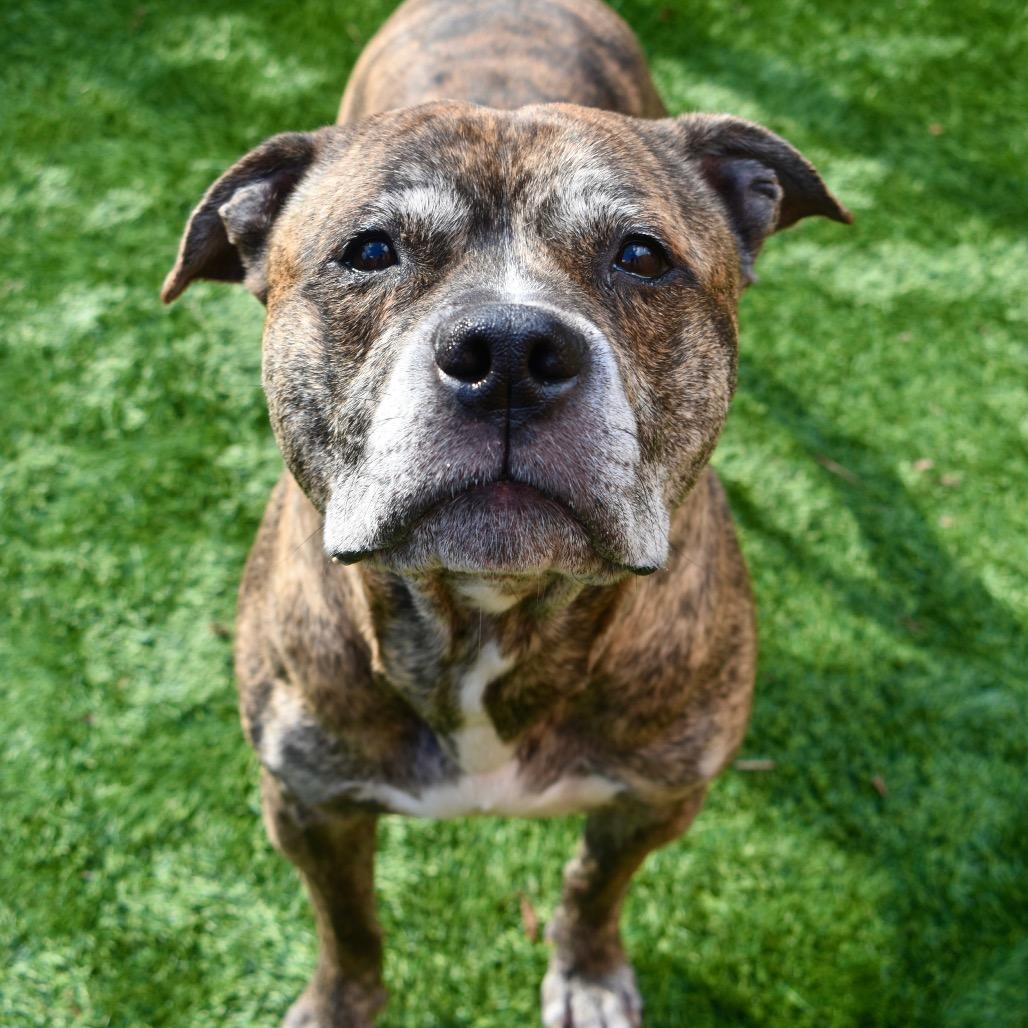 Enlarge King of Hearts, a Adoptable mixed breed in Naperville, IL image 6/6