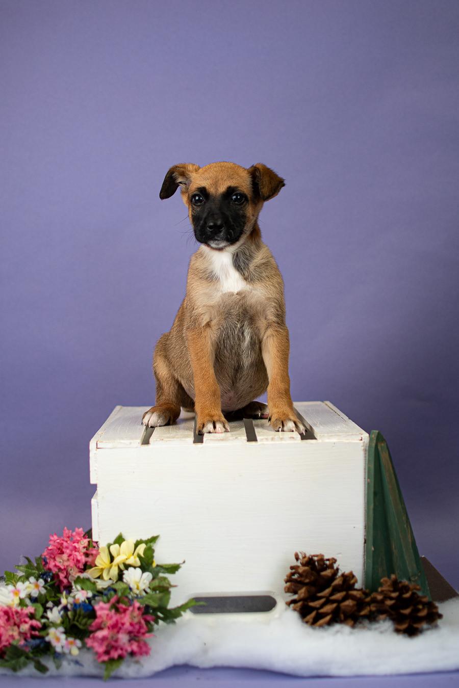 2-26, ADOPTABLE, Young Male Shepherd.