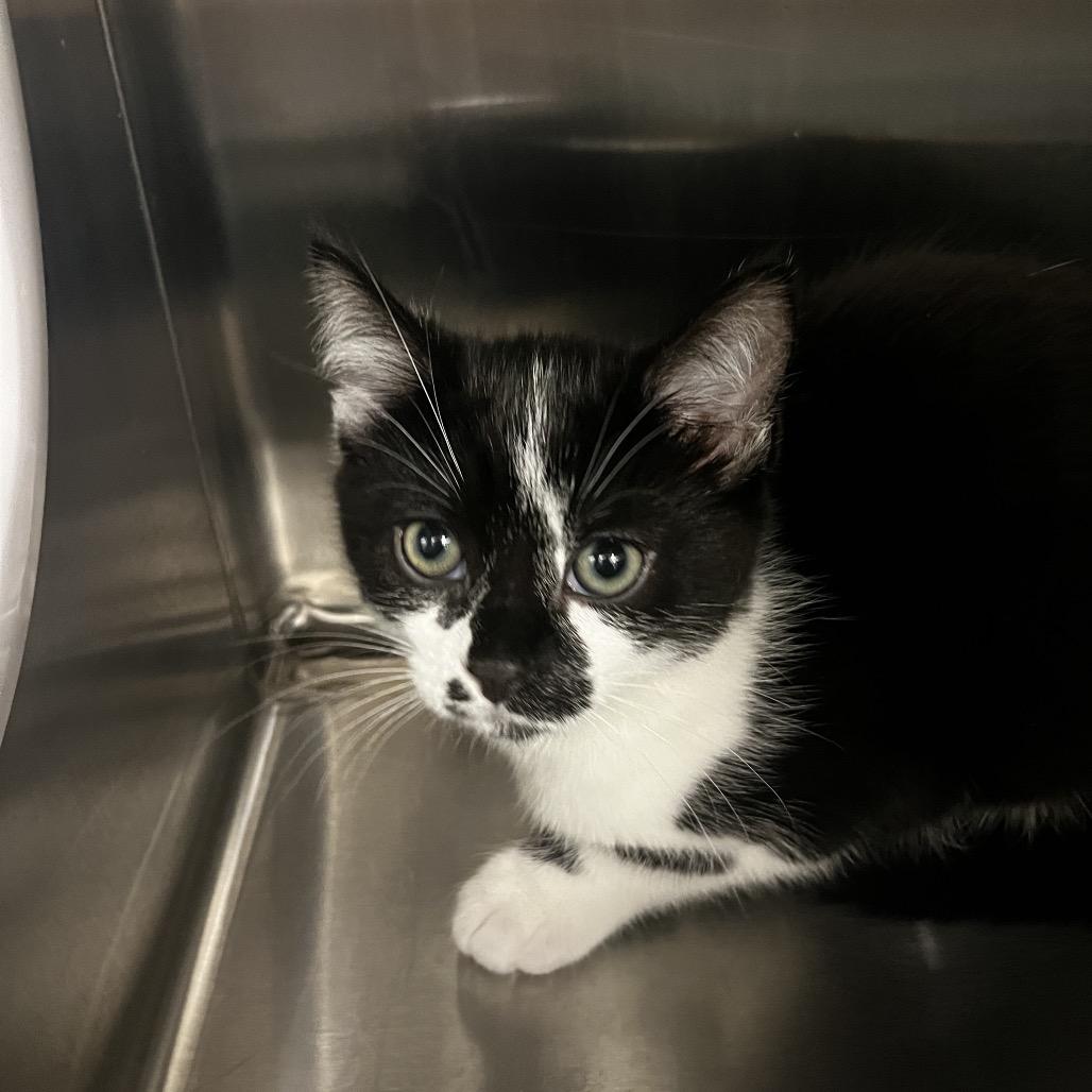 Samantha, a Adoptable Domestic Short Hair in Keizer, OR image 3/4