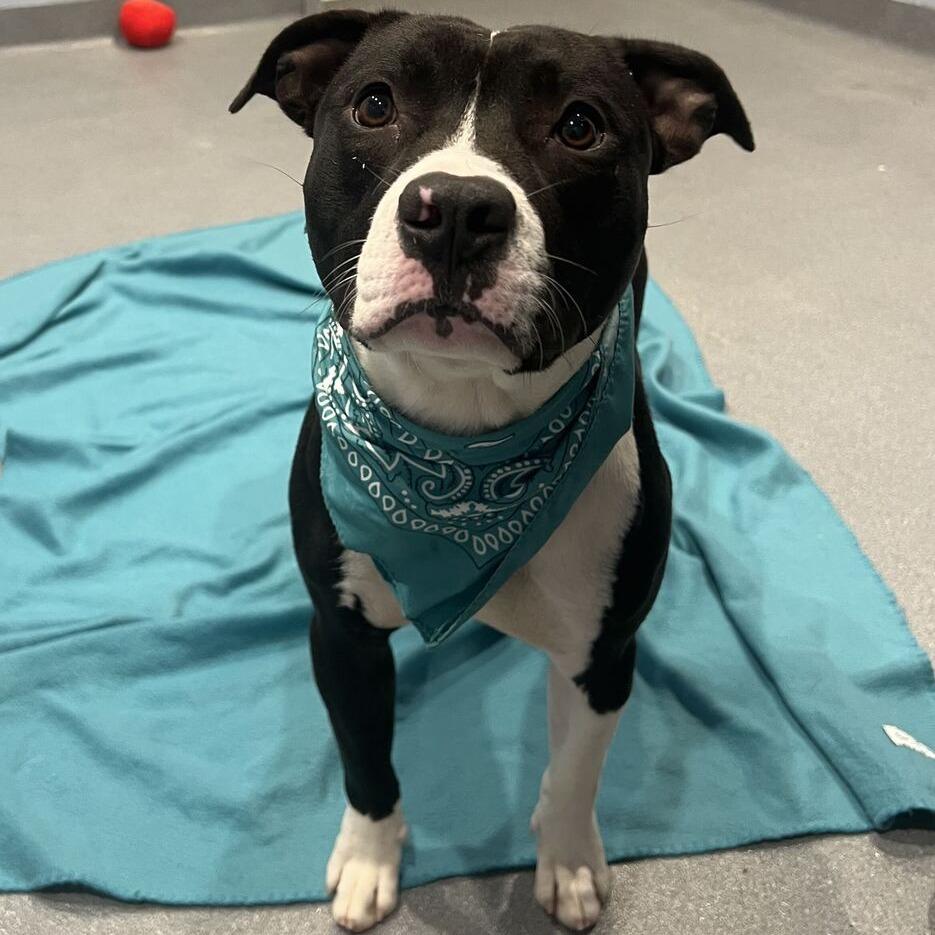Andy, Adoptable, Young Male Mixed Breed.