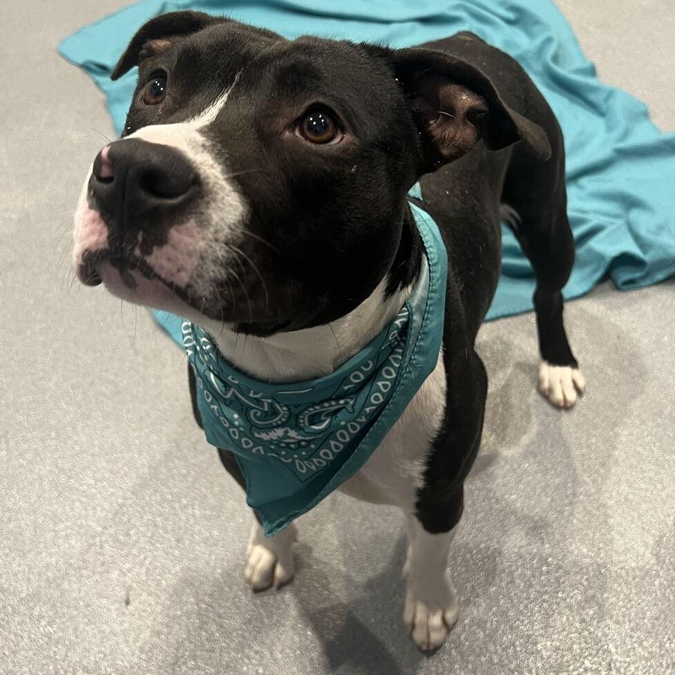 Enlarge Andy, a Adoptable Mixed Breed in Canal Winchester, OH image 2/5