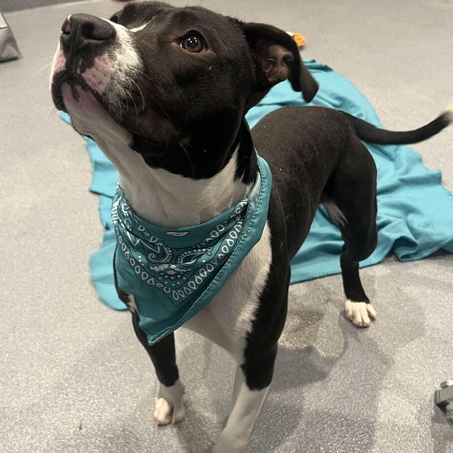 Enlarge Andy, a Adoptable Mixed Breed in Canal Winchester, OH image 3/5