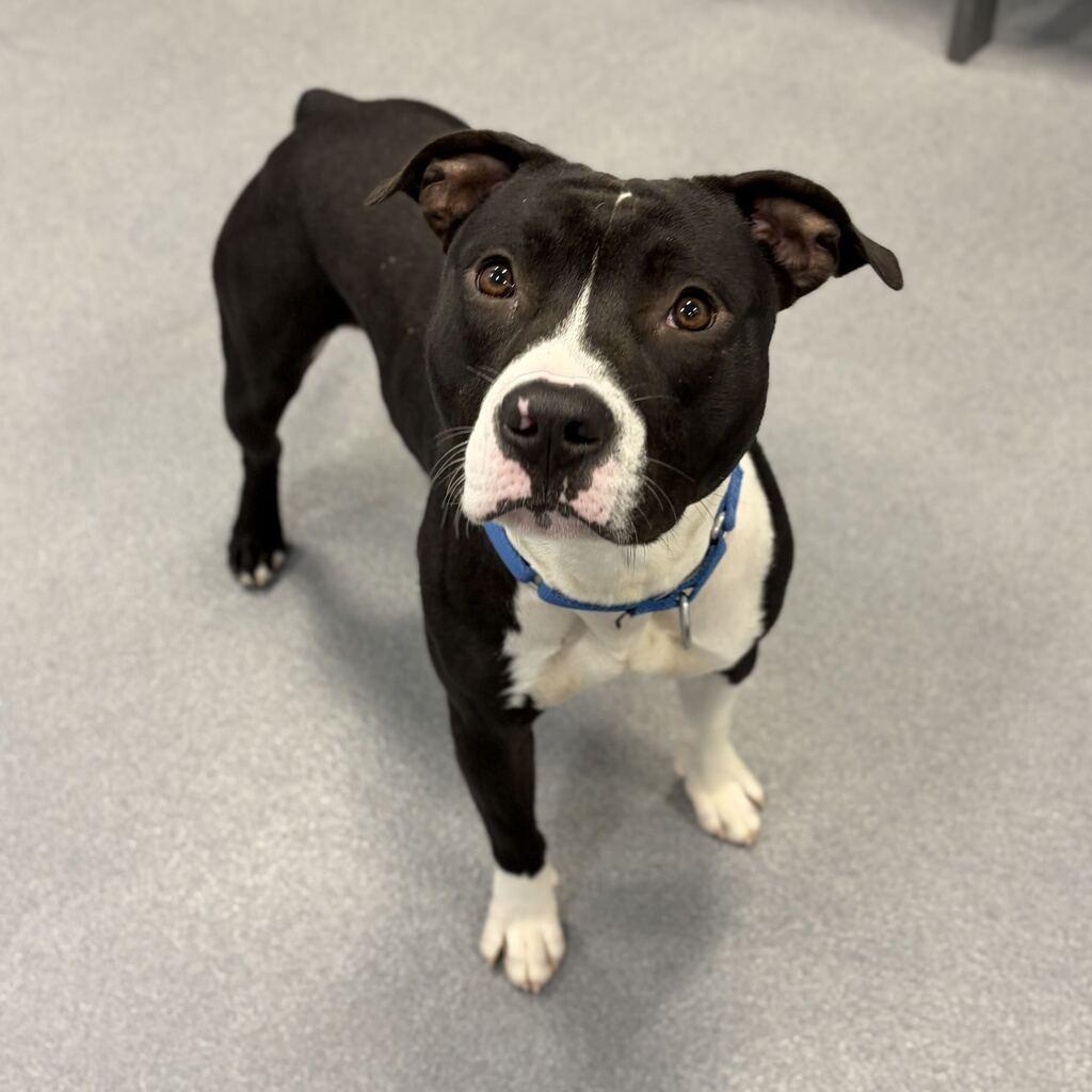 Enlarge Andy, a Adoptable Mixed Breed in Canal Winchester, OH image 4/5