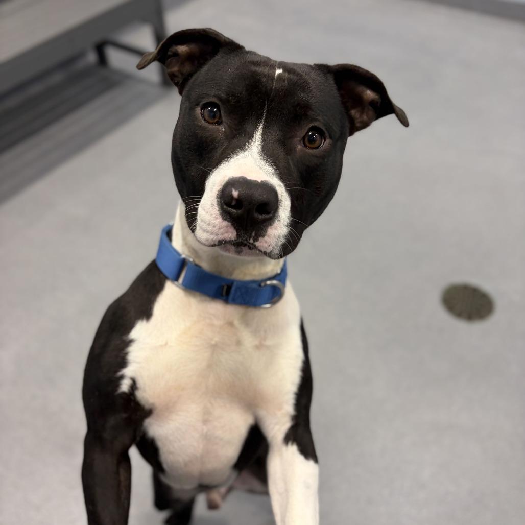 Enlarge Andy, a Adoptable Mixed Breed in Canal Winchester, OH image 5/5