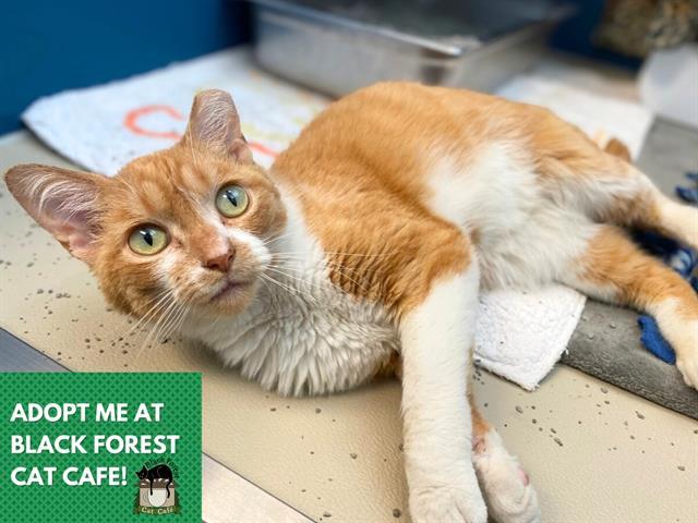 GARFIELD, Adoptable, Adult Male Domestic Short Hair.