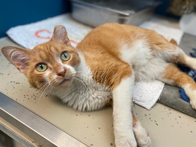 GARFIELD, Adoptable, Adult Male Domestic Short Hair.