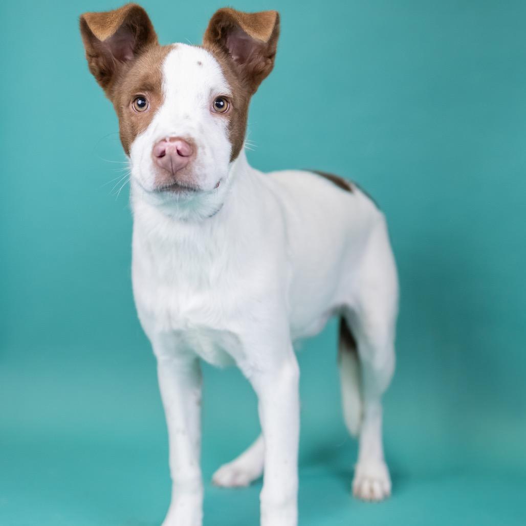 Pip, Adoptable, Young Male Mixed Breed.