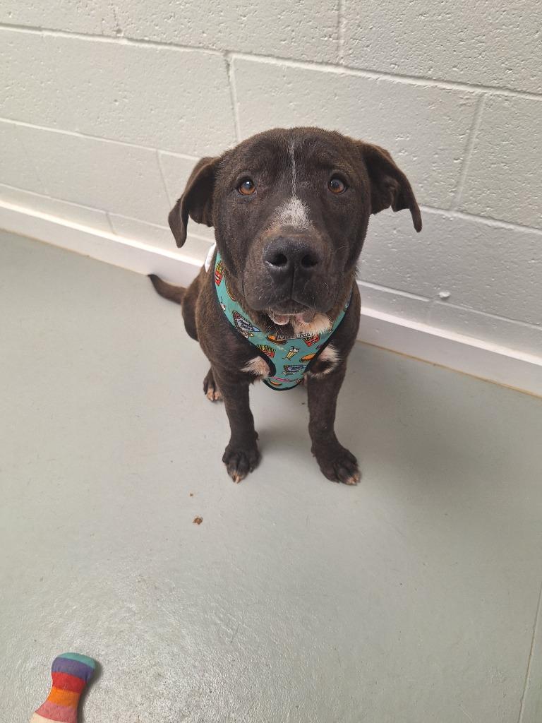 Smokey, Adopted, Puppy Male Cattle Dog & Labrador Retriever.