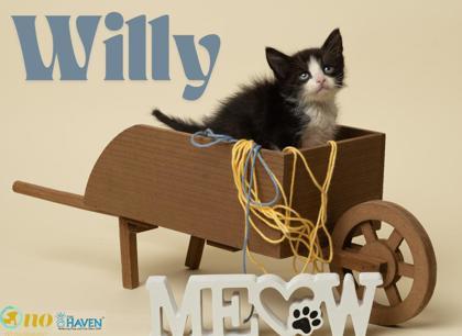 Willy, Adoptable, Kitten Male Domestic Short Hair & Domestic Short Hair.
