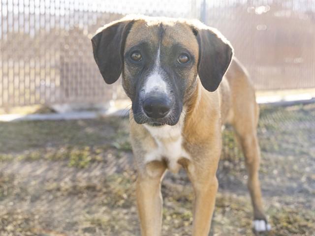 Enlarge HOODY, a Adoptable mixed breed in Phoenix, AZ image 1/1