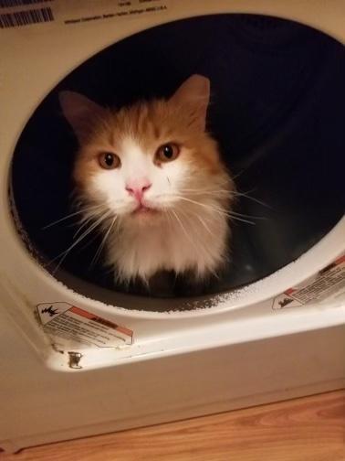 Garfield, Adoptable, Adult Male Domestic Long Hair.