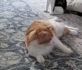 Garfield — thumbnail 2