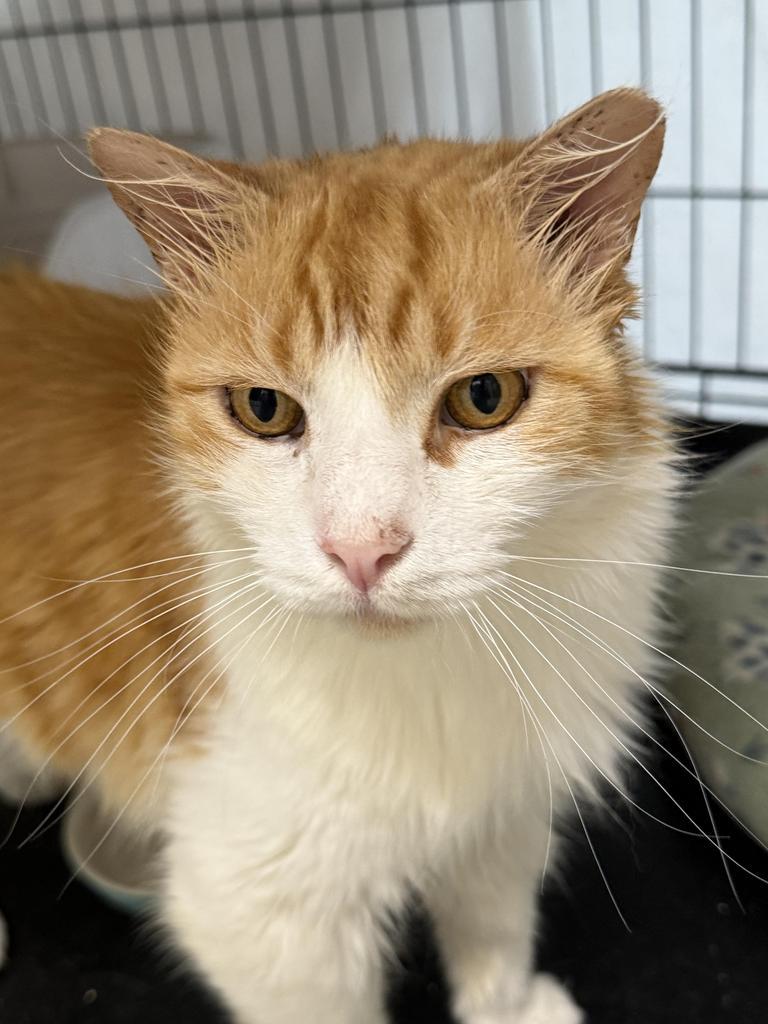 Enlarge Garfield, a Adoptable mixed breed in Ontario, OR image 3/4