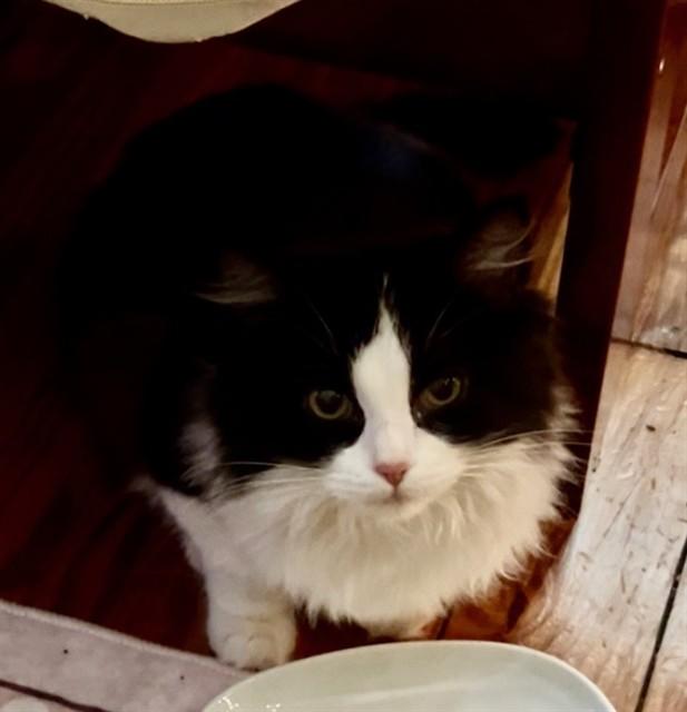 Enlarge GHELLER, a Adoptable Domestic Long Hair in Olivette, MO image 1/1