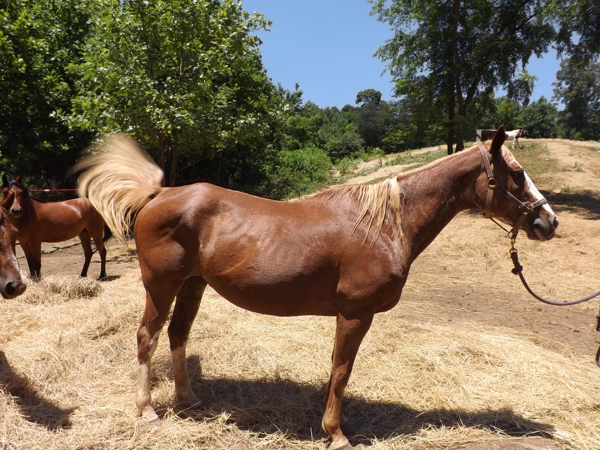 Enlarge Miss, a Adoptable Quarterhorse in Hardy, VA image 2/4