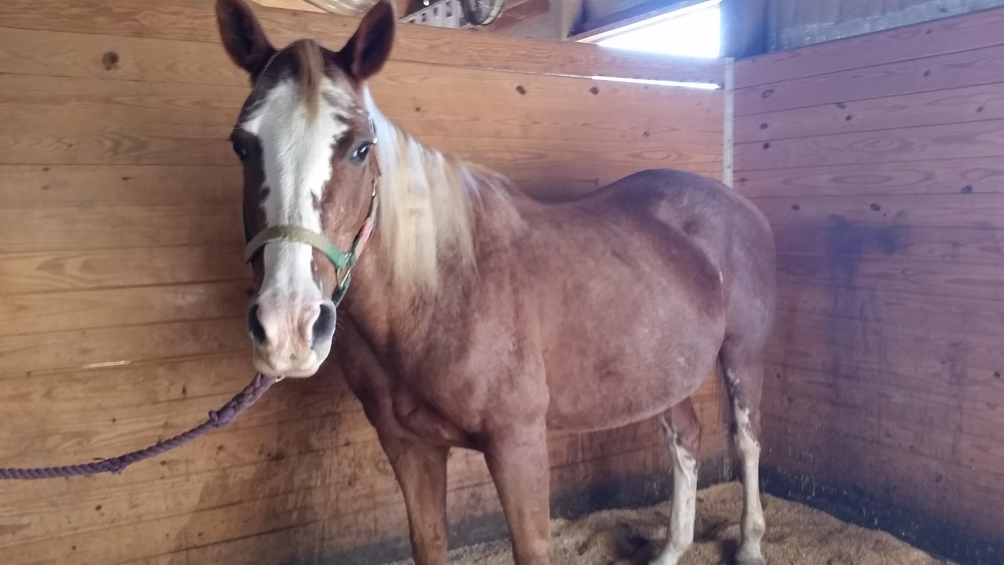 Enlarge Miss, a Adoptable Quarterhorse in Hardy, VA image 3/4