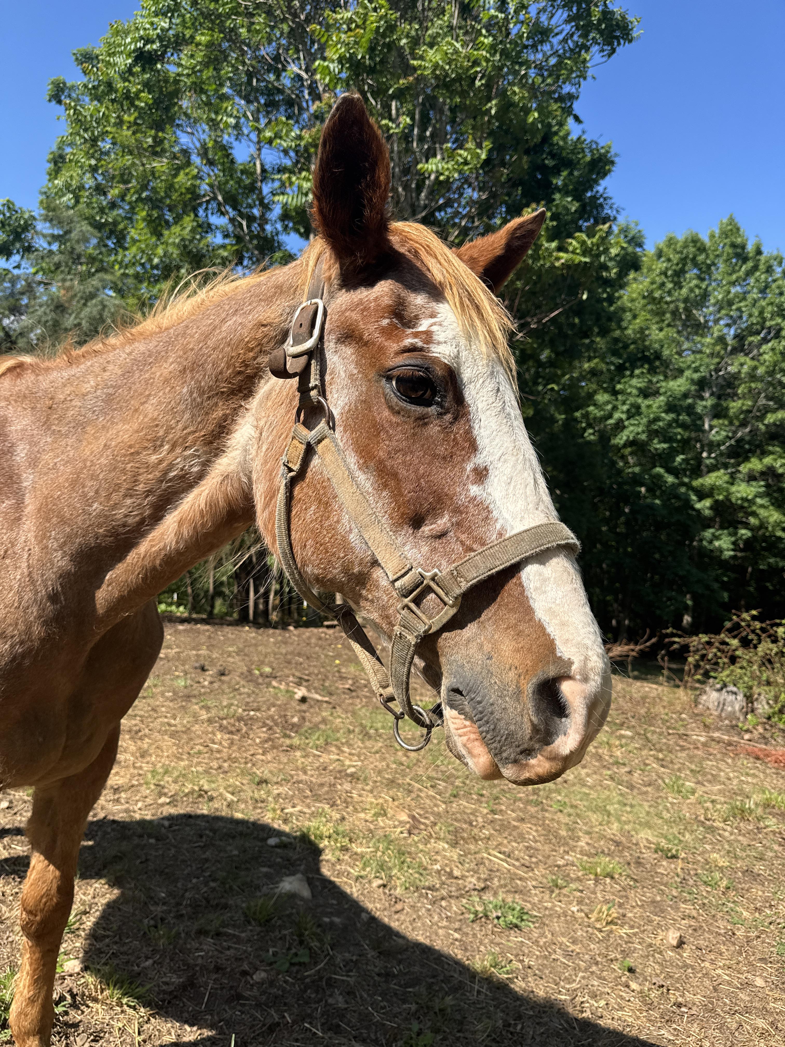 Enlarge Miss, a Adoptable Quarterhorse in Hardy, VA image 4/4