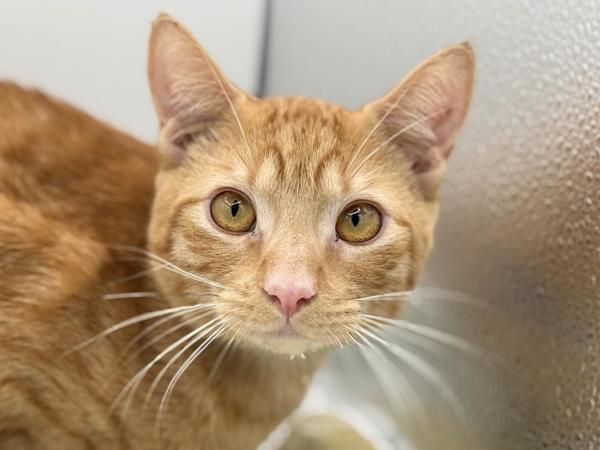 Mel, Adoptable, Young Male Domestic Short Hair.