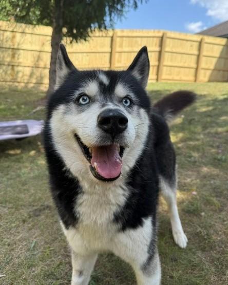 Enlarge Yukon, an adopted Siberian Husky in Bellaire, MI image 1/3