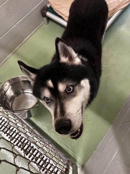 Enlarge Yukon, an adopted Siberian Husky in Bellaire, MI image 3/3