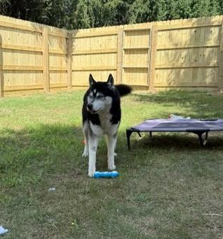 Enlarge Yukon, an adopted Siberian Husky in Bellaire, MI image 2/3