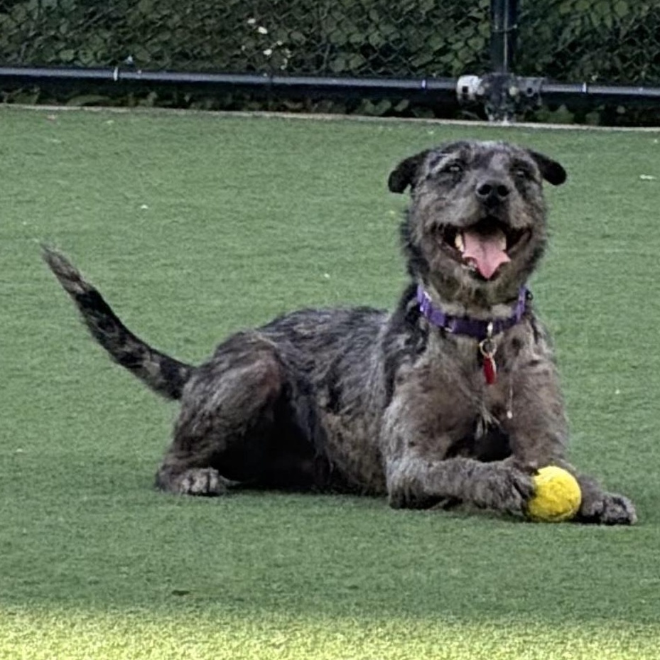 Adonis, a ADOPTABLE mixed breed in Brooklyn, NY image 1/6