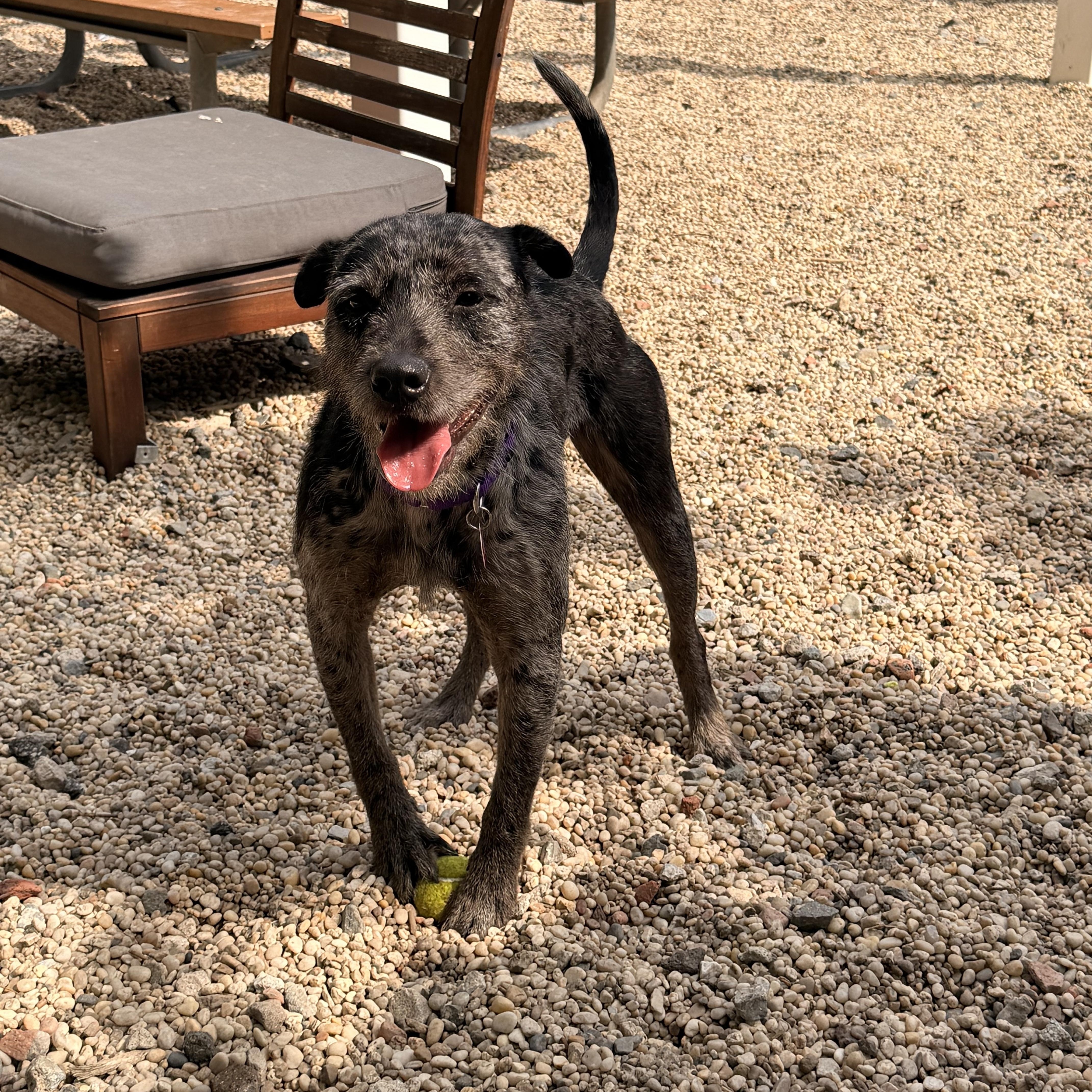 Adonis, a ADOPTABLE mixed breed in Brooklyn, NY image 5/6