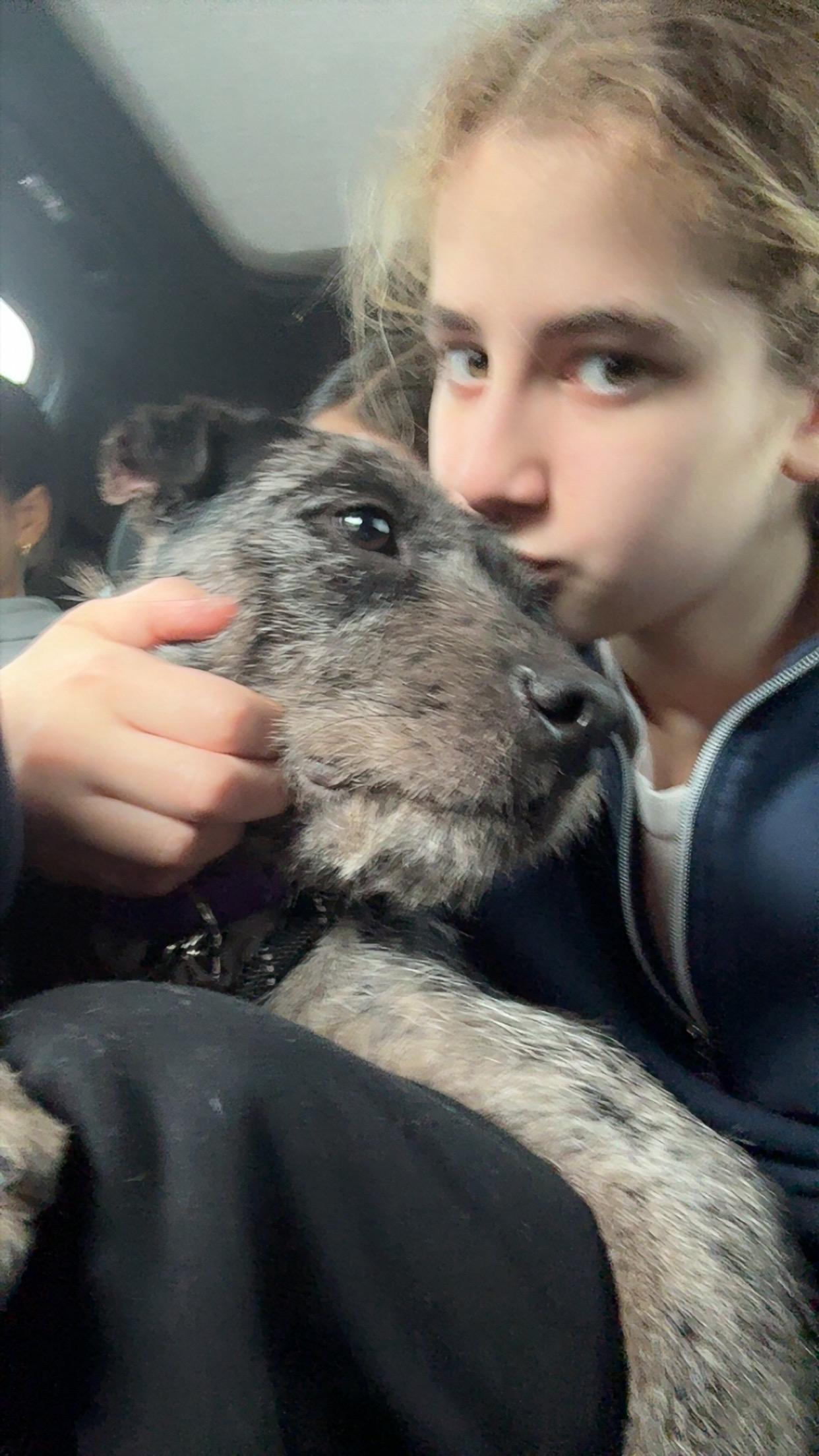 Adonis, a ADOPTABLE mixed breed in Brooklyn, NY image 6/6