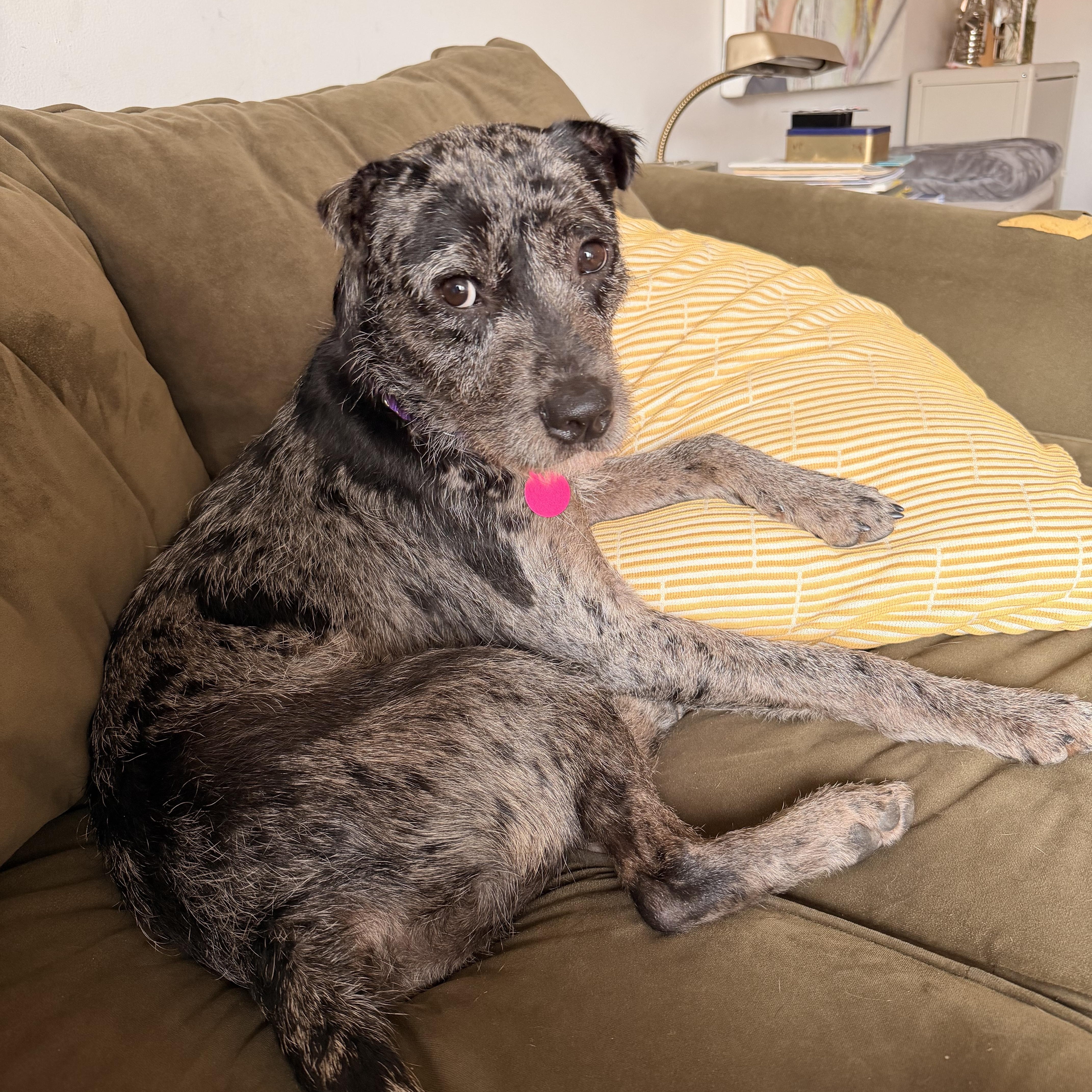 Adonis, a ADOPTABLE mixed breed in Brooklyn, NY image 3/6