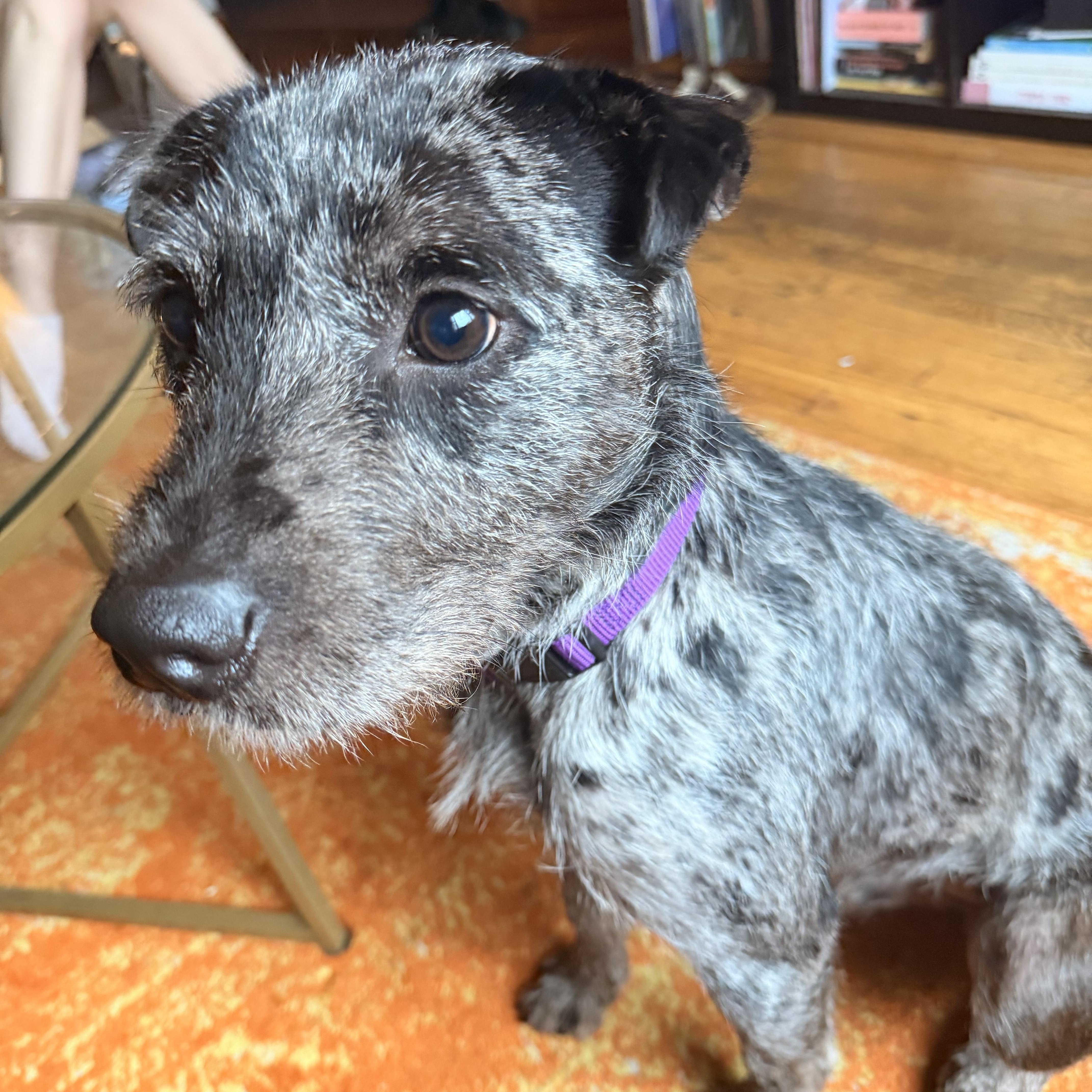 Adonis, a ADOPTABLE mixed breed in Brooklyn, NY image 4/6
