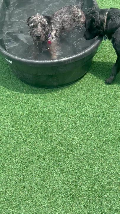 Enlarge Adonis, a ADOPTABLE mixed breed in Brooklyn, NY video 2/6